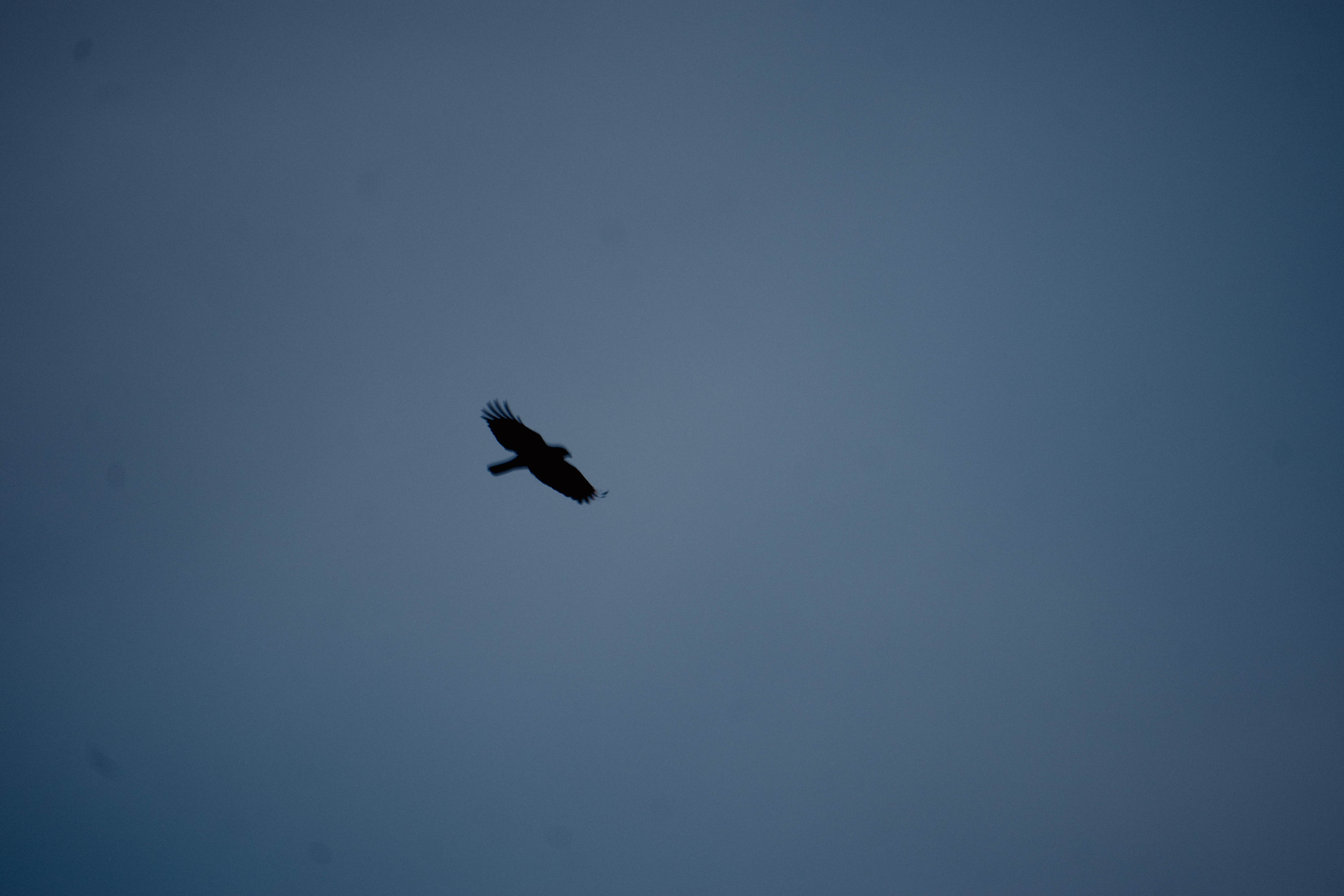Single bird in flight against a blue sky